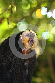 White-faced Saki Monkey