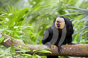 White-faced Saki Monkey