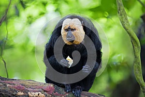 White-faced Saki Monkey