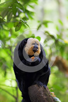 White-faced Saki Monkey