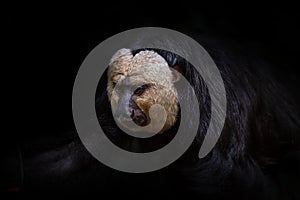 White-Faced Saki Monkey Black Background