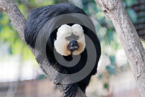 White Faced Saki Monkey in a tree