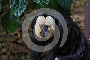 White-Faced Saki Monkey closeup