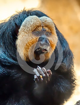 A white-faced saki monkey eating.