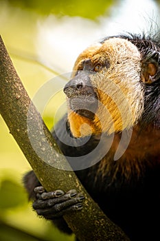 White-faced saki monkey on a forest tree
