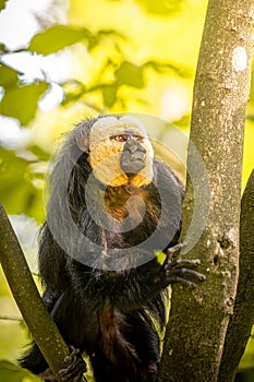 White-faced saki monkey on a forest tree