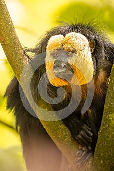 White-faced saki monkey on a forest tree