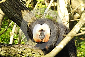 White Faced Saki Monkey / Pithecia Pithecia