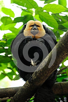 White-faced Saki Monkey (Pithecia pithecia)