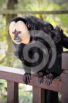 White-faced Saki Monkey (Pithecia pithecia)