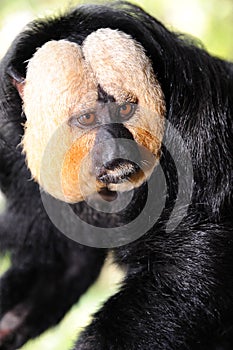 White-faced Saki Monkey (Pithecia pithecia)