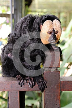 White-faced Saki Monkey (Pithecia pithecia)