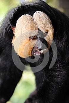 White-faced Saki Monkey (Pithecia pithecia)