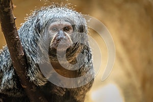 White-faced Saki Monkey pithecia pithecia, female looking at viewer with negative space for copy