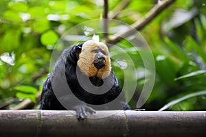 White-faced Saki Monkey