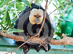 White-faced Saki Monkey at zoo