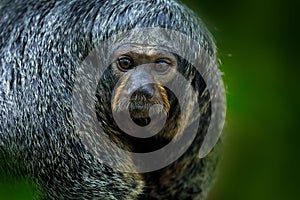 White-faced Saki, Pithecia pithecia, detail portrait of dark black monkey, animal in the nature habitat, wildlife, Brazil. Female