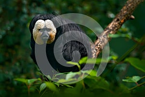 White-faced Saki, Pithecia pithecia, detail portrait of dark black monkey with white face, animal in the nature habitat, wildlife,