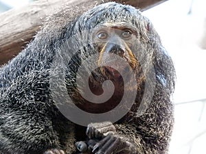 White-faced saki, Pithecia pithecia,