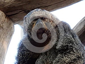 White-faced saki, Pithecia pithecia,