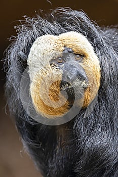 white-faced saki Pithecia pithecia