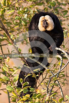 White-faced Saki (Pithecia pithecia)