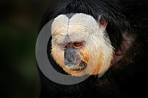 White-faced Saki, Pithecia pithecia, detail portrait of dark black monkey with white face, animal in the nature habitat in Brazil.