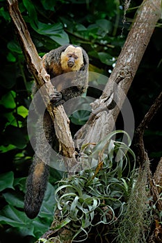 White-faced Saki, Pithecia pithecia, detail portrait of dark black monkey with white face, animal in the nature habitat in Brazil