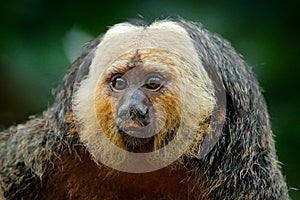 White-faced Saki, Pithecia pithecia, detail portrait of dark black monkey with white face, animal in the nature habitat in Peru. S