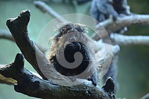 White-faced Saki Pithecia pithecia in Frankfurt am Main zoo