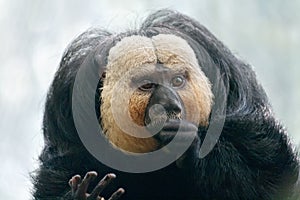 The white-faced saki Pithecia pithecia monkey.