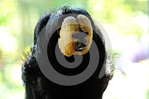 White-faced Saki