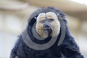 White-faced saki, primate from the order of broad-nosed monkeys.