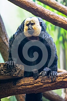 A white faced saki rests on  a tree