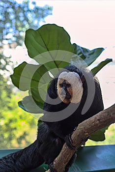 White Faced Saki. White Faced Saki Monkey, Ape, Barbary Macaque.