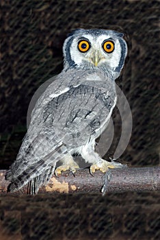 White Faced Scopes Owl 2