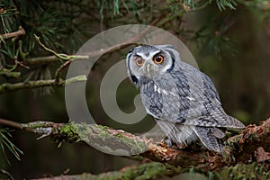 White-faced Scops Owl