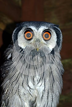 White Faced Scops Owl