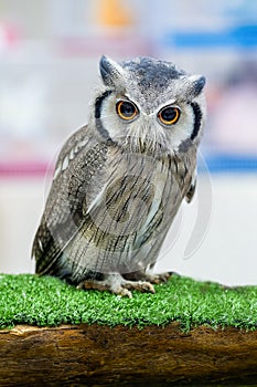 White Faced Scops Owl. Cute Animal. Ptilopsis Leucotis. face owl. Northern White-faced Owl. Bird with beautiful eyes