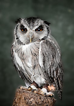 White faced scops owl photo
