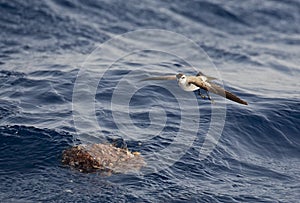 White-faced Storm-Petrel, Pelagodroma marina