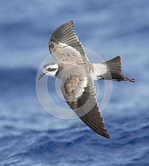 White-faced Storm-Petrel, Pelagodroma marina