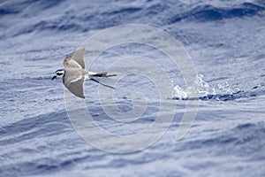 White-faced Storm-Petrel, Pelagodroma marina