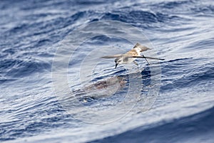 White-faced Storm-Petrel, Pelagodroma marina