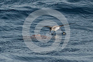 A White-faced Storm Petrel or White-faced Petrel seabird.