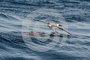 A White-faced Storm Petrel or White-faced Petrel seabird, feeding on dead fish on the water surface near Madeira island, North At