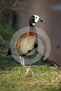 White faced tree duck, Dendrocygna viduata