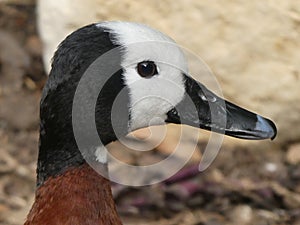 White faced tree duck looking out at the world