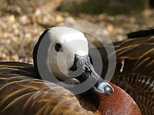 White faced tree duck looking out at the world