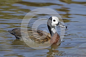 White-faced Whistling-duck